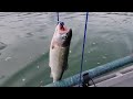 Trolling Rapalas for Trout! Over 20+ Fish caught!