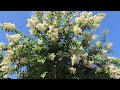 My Crepe Myrtle is alive with bees collecting nectar.  Turn your sound up.