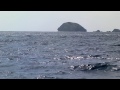 Whale watching in Bonin island