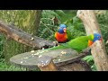 4k - The rise of Amazing Bird | Asian Bird | Bird of the rainforest @manhunter3410 #birds #nature