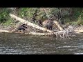 Grizzly  Bear Sow with Two Cubs | Canada's Nature | Wildlife | B.C. Canada