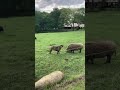 Puppy tries to get pigs to play.