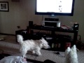 puppies barking at youtube dog