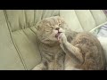 12 Hours Sleep Music for Cats 🐈 Calming Music for Cats No Ads ♬ Sleep Music for Anxious Cats