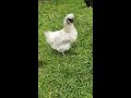 Our lavender silkie journey