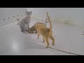 😹 Funniest Cats and Dogs 🐶🐶 Funny Animal Moments 2024 🤣😆