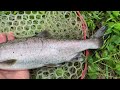 Big trout hiding in a muddy TINY CREEK !!