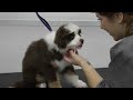 WARNING: may cause dopamine boost | Adorable Mini American Shepherd puppy