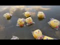 FILLING a POND with HUGE DUCKY PLUSHIES! Pet Simulator X