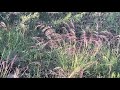 Native Grass in the Texas Hill Country