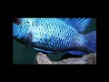 Electric Blue Acara: Overview