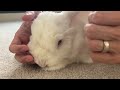 ASMR | Rabbit Massage