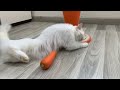 The white cat playing with the carrot is very funny 🤣