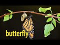 🦋Life Cycle Butterfly | Who will I be? | From Caterpillar to Butterfly | Science for kids