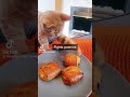 Orange Cat activities.. TikTok/Compilation