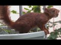 Tagträume🐿️Hörnchen Mama zeigt Nachwuchs Bistro Teil1