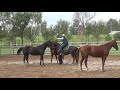 Equine Affaire Educational Program - Guy McLean Clinic