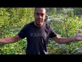Tour of a Small Backyard Food Forest