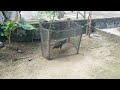 Cara Merawat ayam Bangkok, Mendikan, menjemur, agar ayam tetap sehat? ayam Bangkok trah juara
