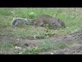 Squirrel (less than a minute) - #squirrel #wildlife #wildanimals