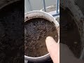 ShedWars Global Gardening 22G Dave's Fetid Swamp Water (TM) with a Q Twist : Making and Using It!
