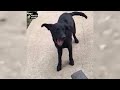 New Funniest Dogs And Cats 2024 😅 - Best Funniest Animal Videos #50