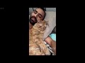 ❤️ TRY NOT TO LAUGH 😂 Best Funniest Catss Video 2024 🐱😂