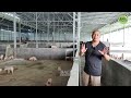 ORGANIC PIG FARMING IN BALI