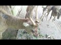Feeding the deer scrambling to eat kale