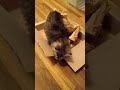Zaku Burrowing in Weird Packaging Paper #kitten #cute