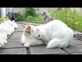 This Whole Cat Cohabitation Thing Isn't Going So Well... (ENG SUB)
