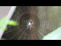 Spider Making Web