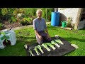 Leeks after potatoes in the same sacks of different composts, one of soil