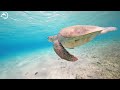 Amazing 4K (ULTRA HD) Aquarium Video - Unlock The Hidden Beauty Of The Coral Reefs And Turtle
