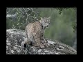 Iberian Lynx Encounter