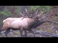 Bull Elk bugle up close