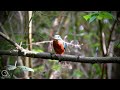 The Call of the Female Kingfisher (Alcedo Atthis) - Bird Sound - Ævios - Ornitho [4K] #ornithology