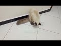 Funny Videos 2024 😅😂 Cutest Cats Videos 2024☺️🥰