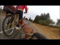 My dog riding behind me in a BOB bicycle trailer