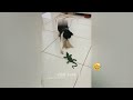 FUNNIEST CAT AND DOG VIDEOS 2023 #14