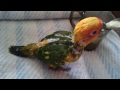 Baby Sun conure chick love food.