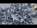 Feeding Pigeons In Ontario, Canada