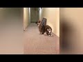 🐱 Best Cats and Dogs Videos 🐕😅 Funny Cats Videos 2024 😂🤣