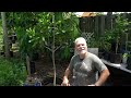 Grow Macadamia Trees From Cuttings - The critical step to success