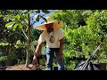 How to up pot ( up size ) mango trees 🌳