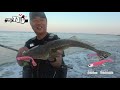 Mitsuya Hotta Surf 110! The Beach Walker Jumgo in action to get Flathead fish in Sendai!