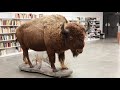 Uses of the Buffalo - Tatanka