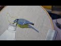 Slow Stitch a Bluetit Using Fabric Scraps and Straight Stitches