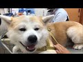 AkitaInu女医に恋する秋田犬・逢いたかったですveterinary hospital