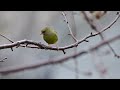 Male Greenfinch in my Somerset garden